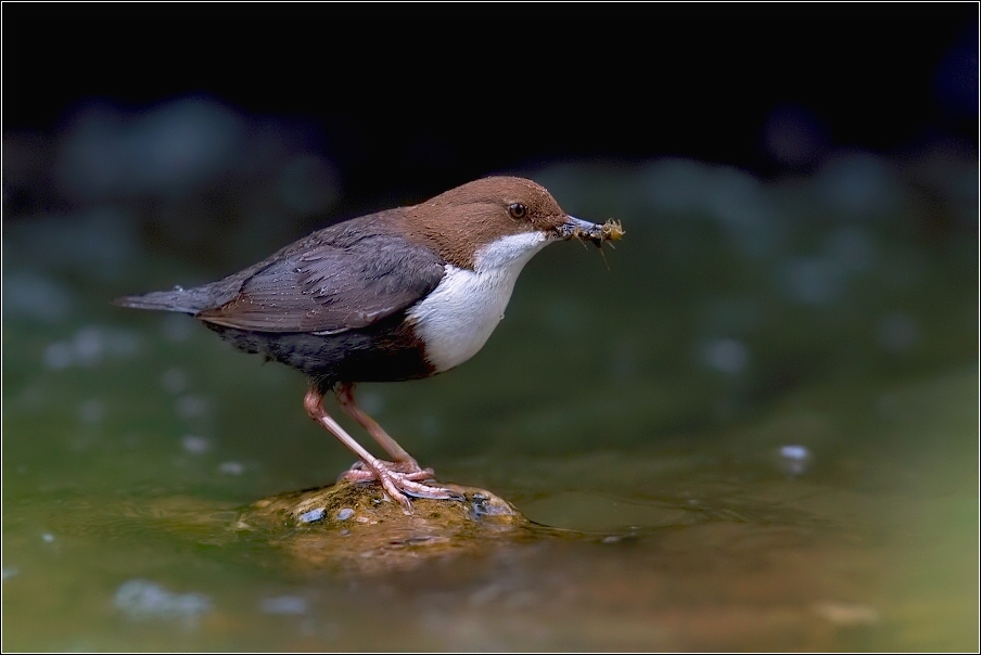 Skorec vodní  ( Cinclus cinclus )