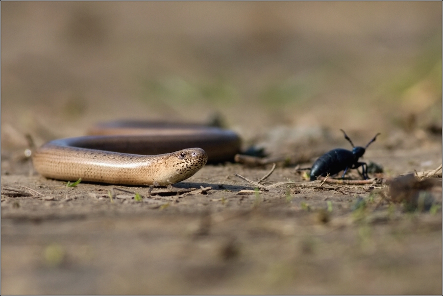 Slepýš křehký  ( Anguis fragilis )