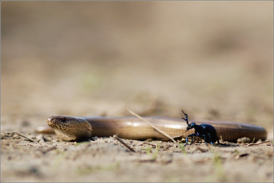 Slepýš křehký  ( Anguis fragilis )