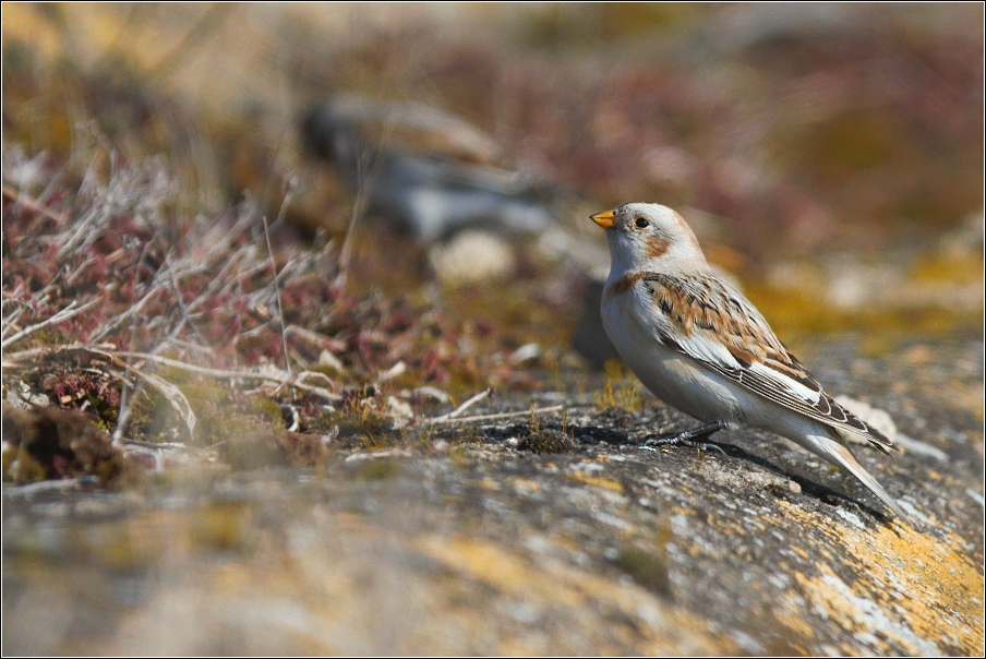 Sněhule severní  ( Plectrophe naxnivalis )