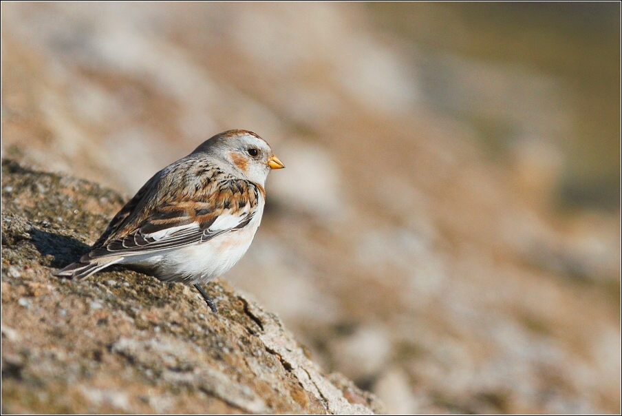 Sněhule severní  ( Plectrophe naxnivalis )