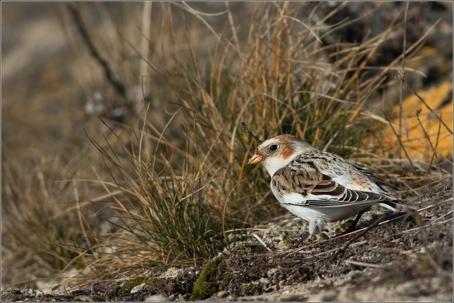 Sněhule severní  ( Plectrophe naxnivalis )