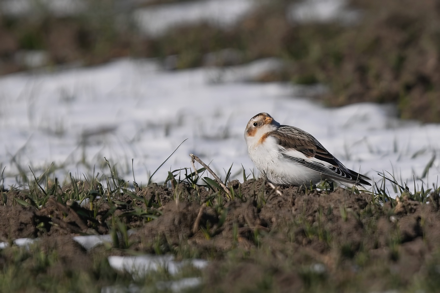 Sněhule severní  ( Plectrophenax nivalis )