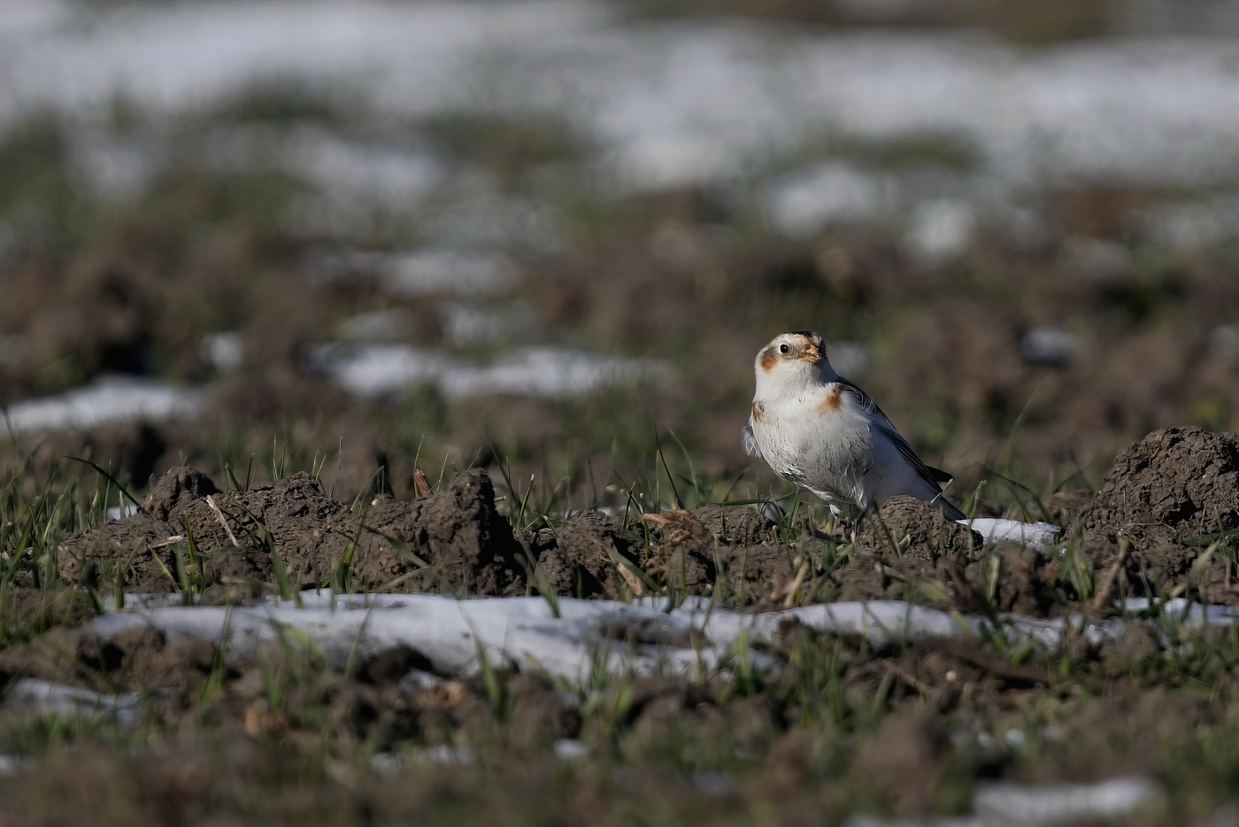Sněhule severní  ( Plectrophenax nivalis )