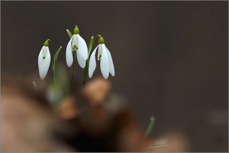 Sněženka podsněžník  ( Galanthus nivalis )