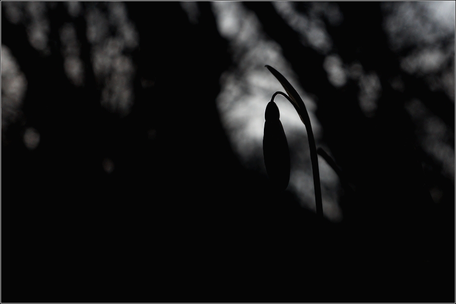 Sněženka podsněžník  ( Galanthus nivalis )