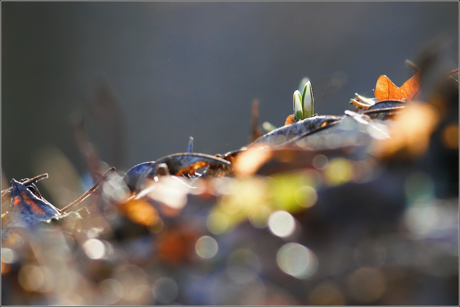 Sněženka podsněžník  ( Galanthus nivalis )