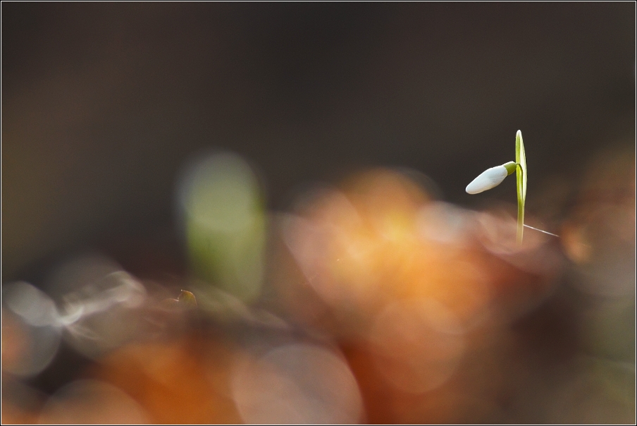 Sněženka podsněžník  ( Galanthus nivalis )