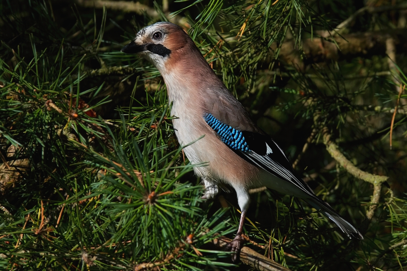 Sojka obecná  ( Garrulus glandarius  )