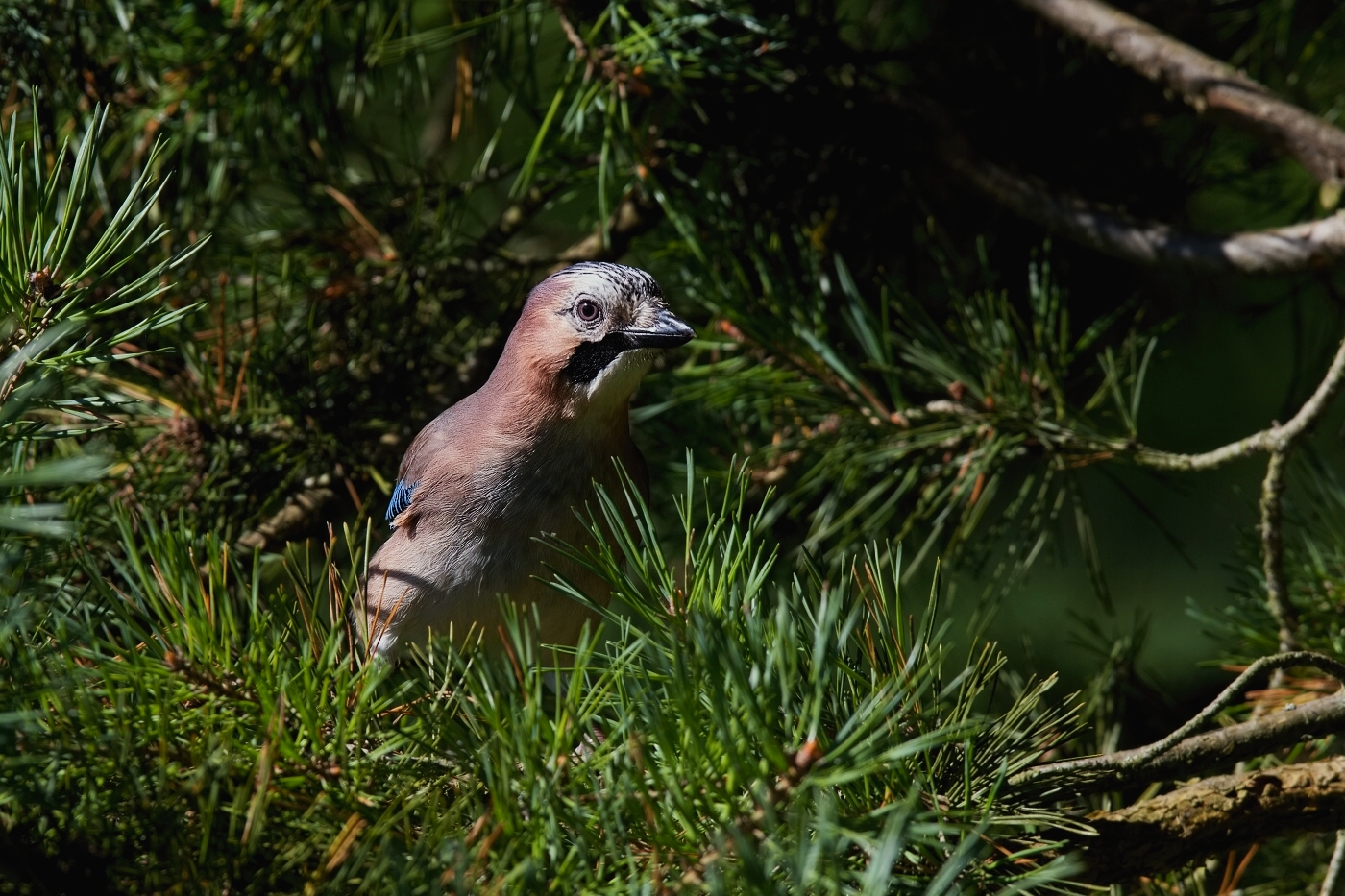 Sojka obecná  ( Garrulus glandarius  )