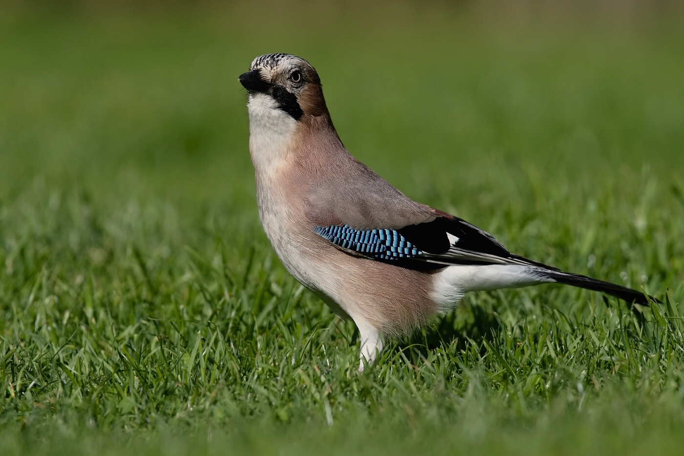 Sojka obecná  ( Garrulus glandarius  )