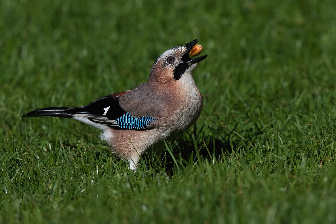 Sojka obecná  ( Garrulus glandarius  )