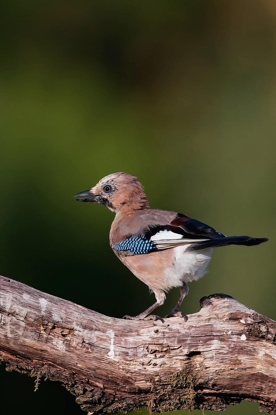 Sojka obecná  ( Garrulus glandarius )
