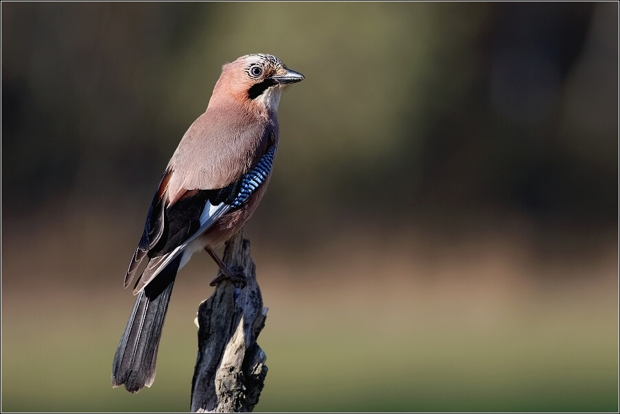 Sojka obecná  ( Garrulus glandarius  )