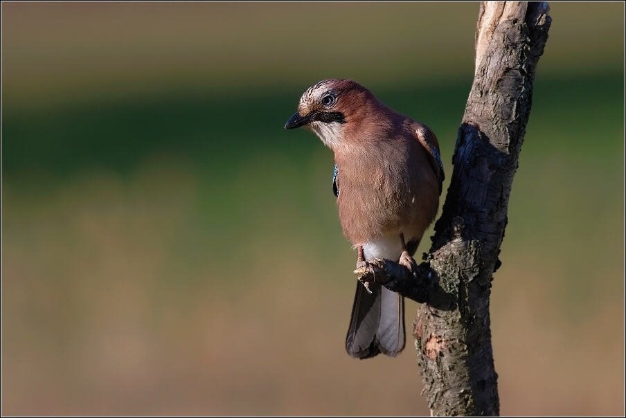 Sojka obecná  ( Garrulus glandarius  )