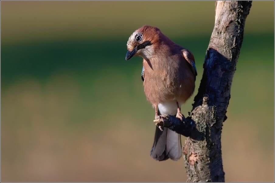 Sojka obecná  ( Garrulus glandarius  )