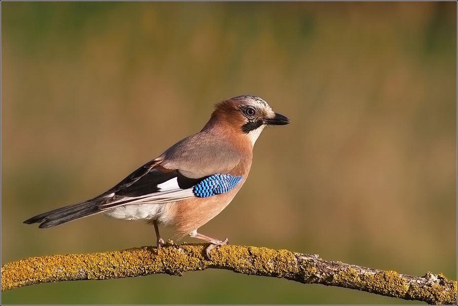 Sojka obecná  ( Garrulus glandarius  )