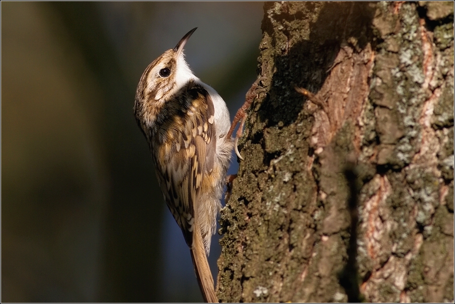 Šoupálek  dlouhoprstý  ( Certhia familiaris )