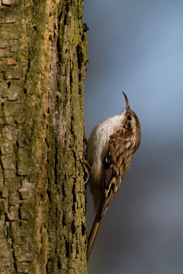 Šoupálek  dlouhoprstý  ( Certhia familiaris )