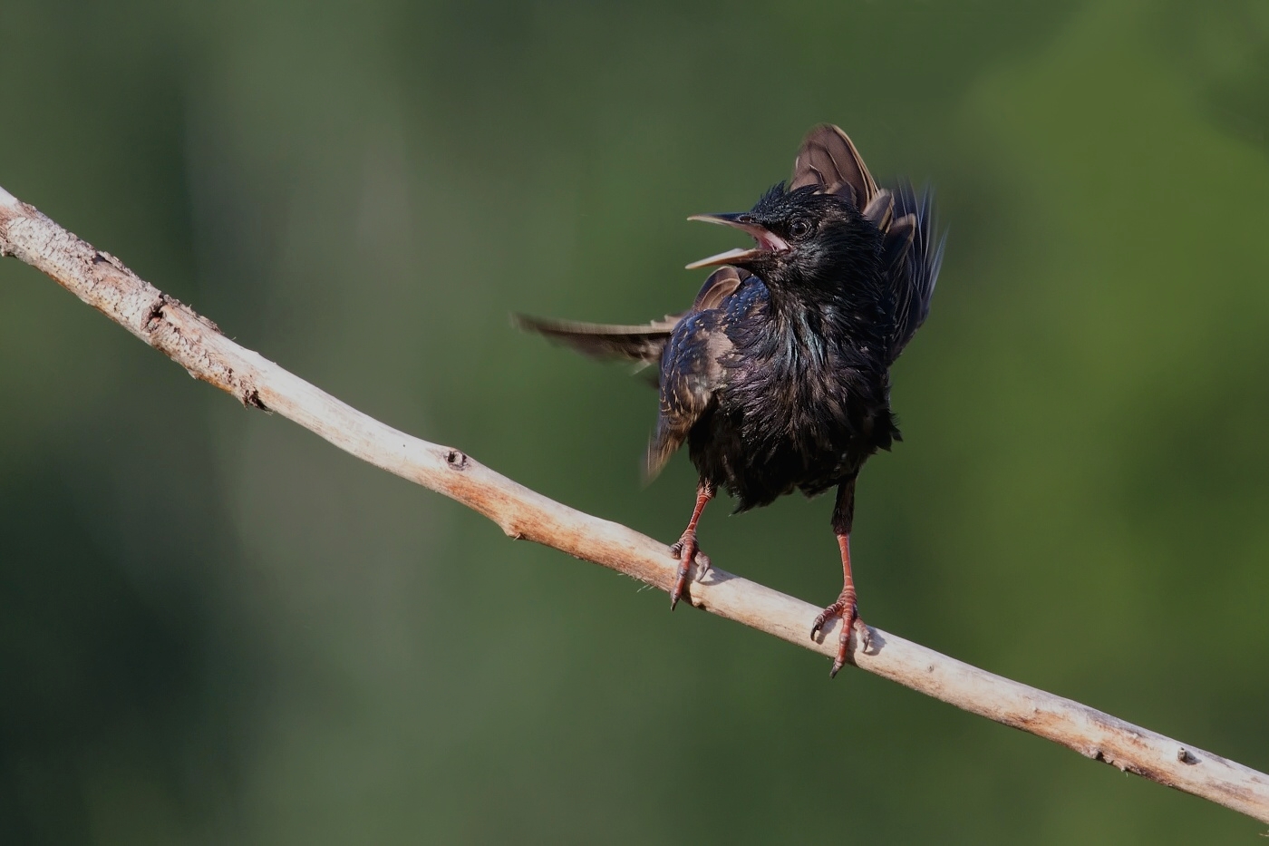 Špaček obecný  ( Sturnus vulgaris )