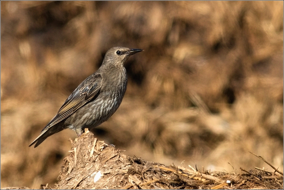 Špaček obecný  ( Sturnus vulgaris )