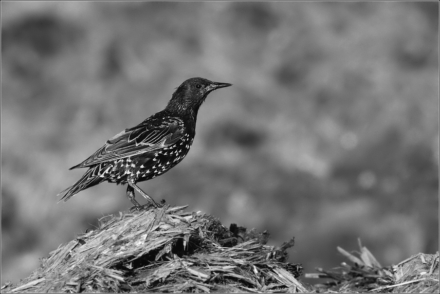 Špaček obecný  ( Sturnus vulgaris )