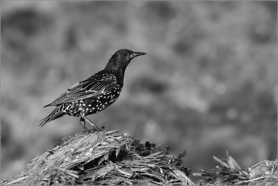 Špaček obecný  ( Sturnus vulgaris )