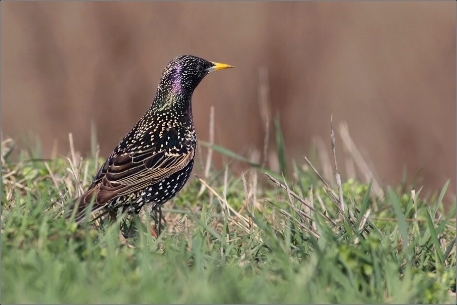 Špaček obecný  ( Sturnus vulgaris )