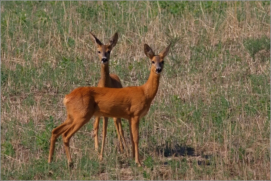 srnčí zvěř