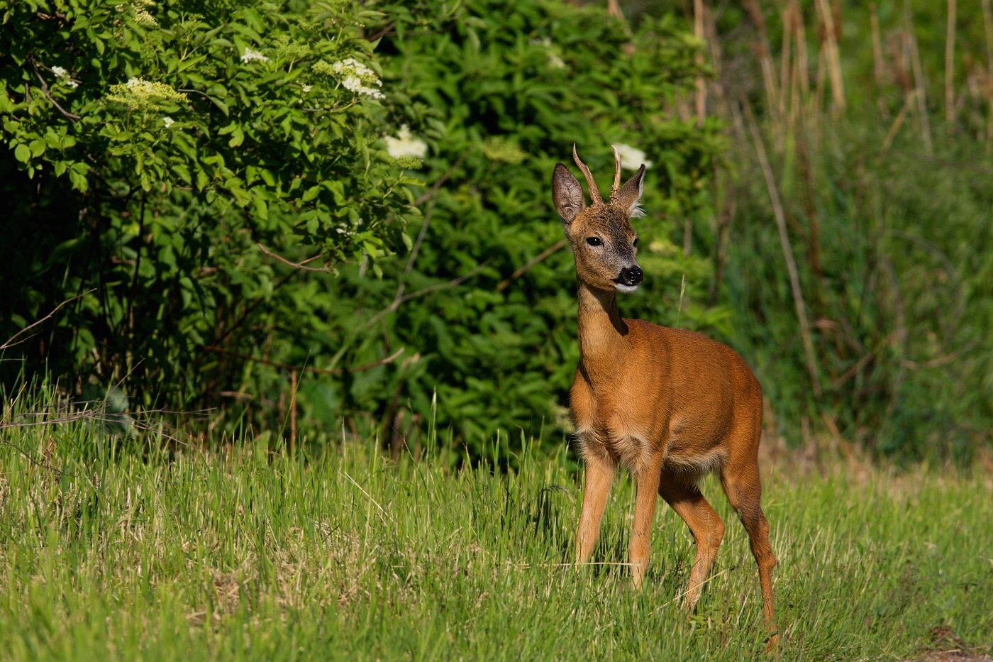 Srnec obecný  ( Capreolus capreolus )