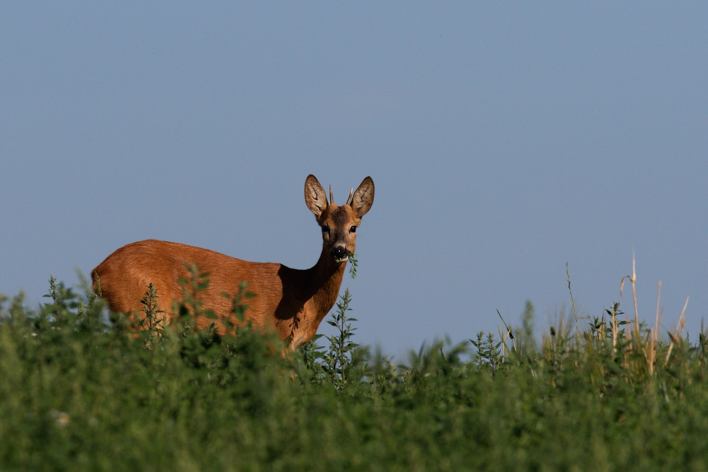 Srnec obecný  ( Capreolus capreolus )