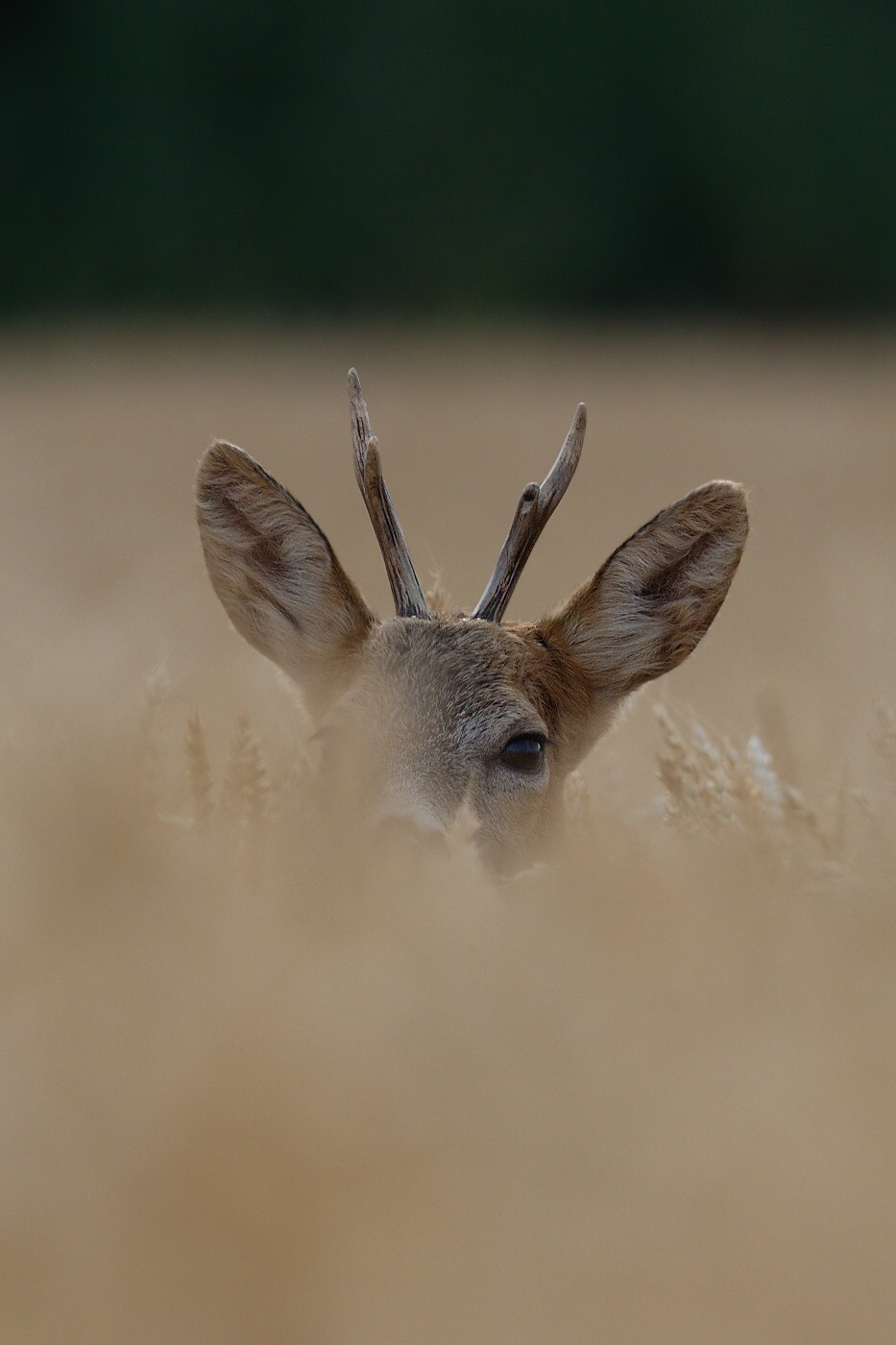 Srnec obecný  ( Capreolus capreolus )