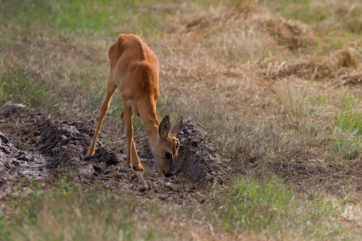 Srnec obecný  ( Capreolus capreolus )