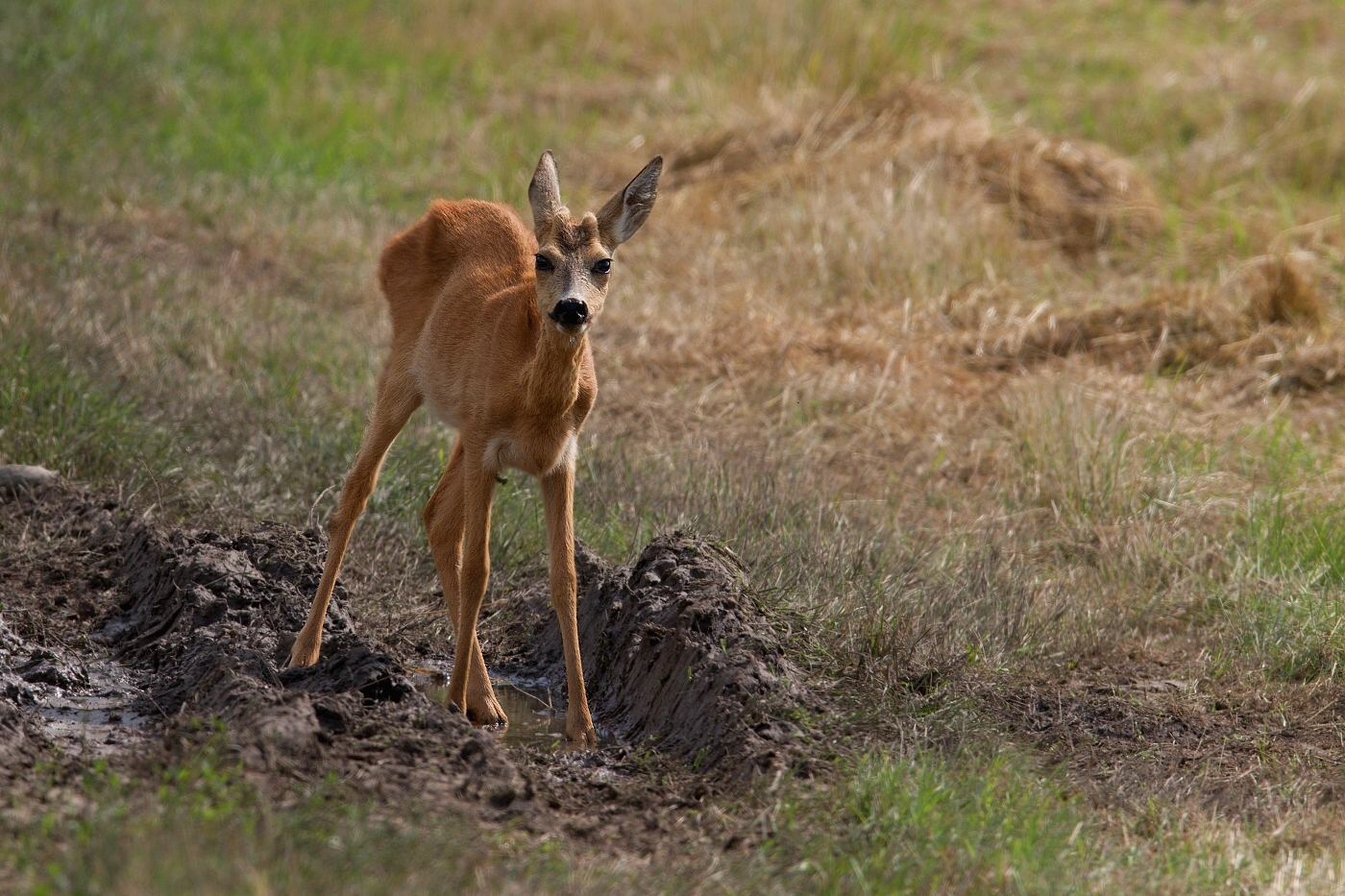Srnec obecný  ( Capreolus capreolus )