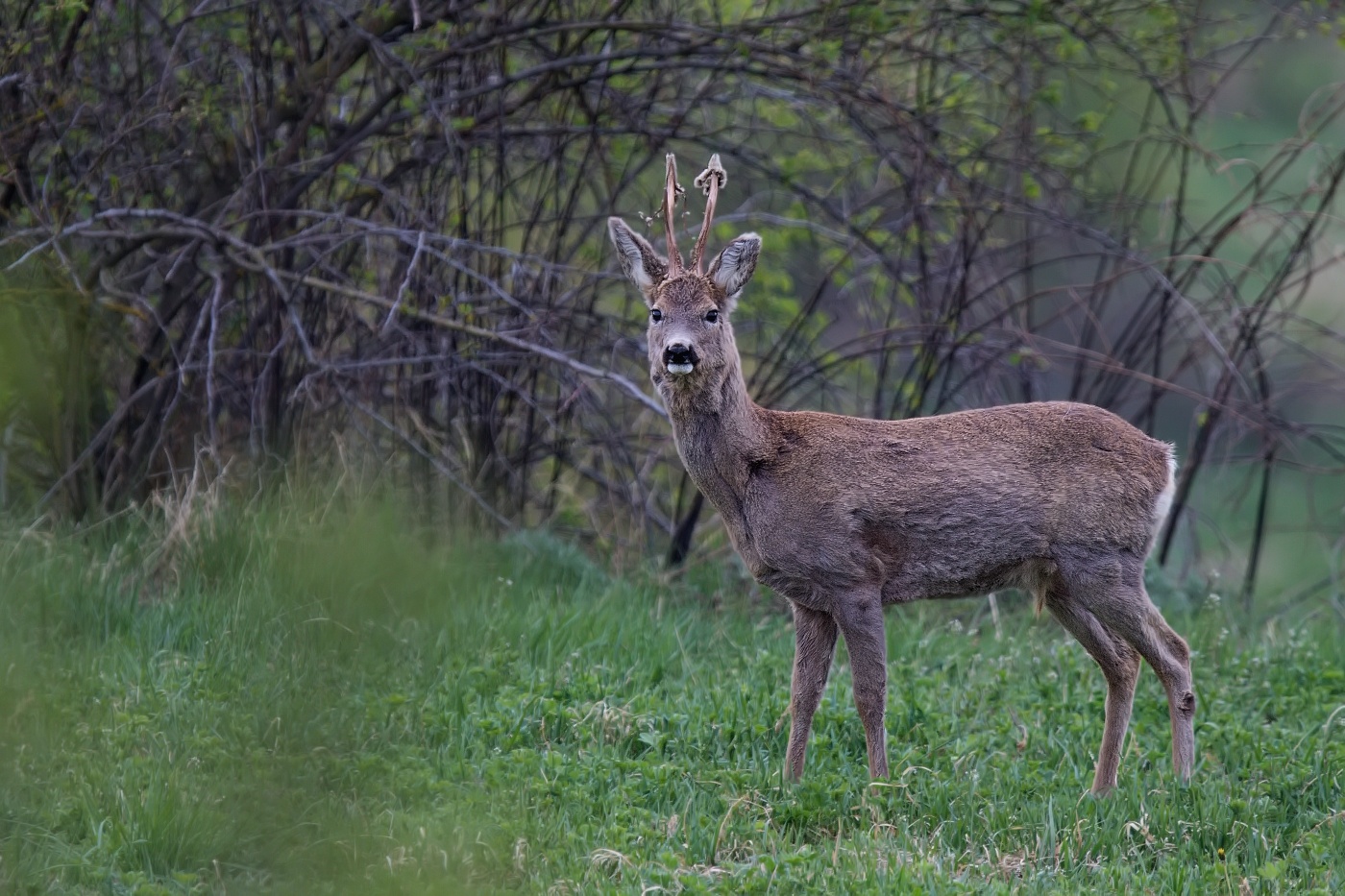 Srnec obecný  ( Capreolus capreolus )