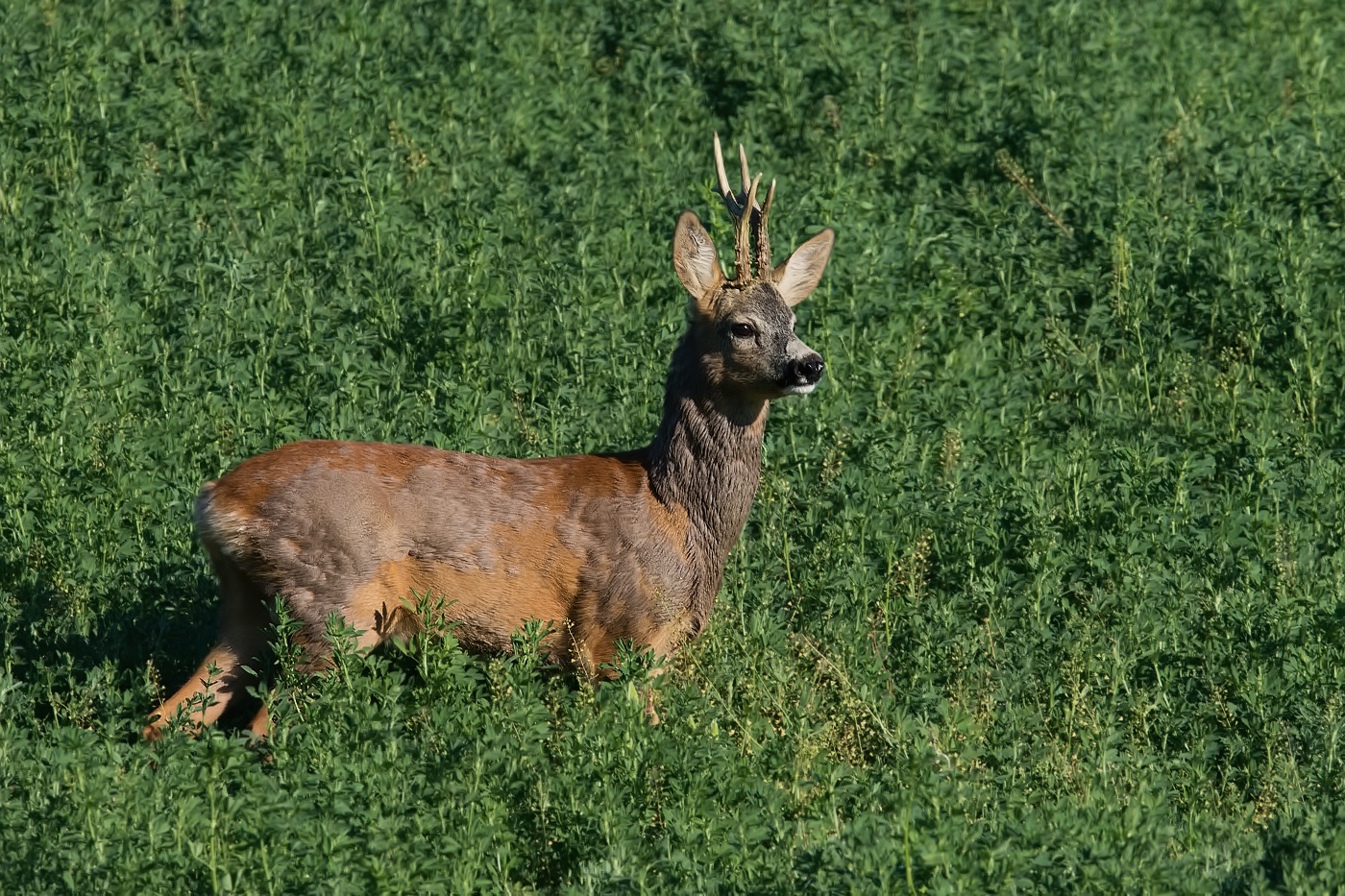 Srnec obecný  ( Capreolus capreolus )