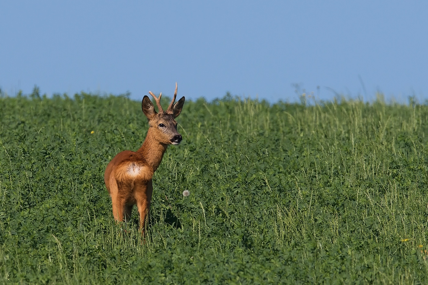 Srnec obecný  ( Capreolus capreolus )