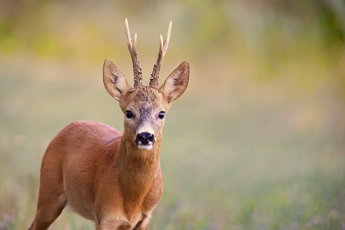 Srnec obecný  ( Capreolus capreolus )