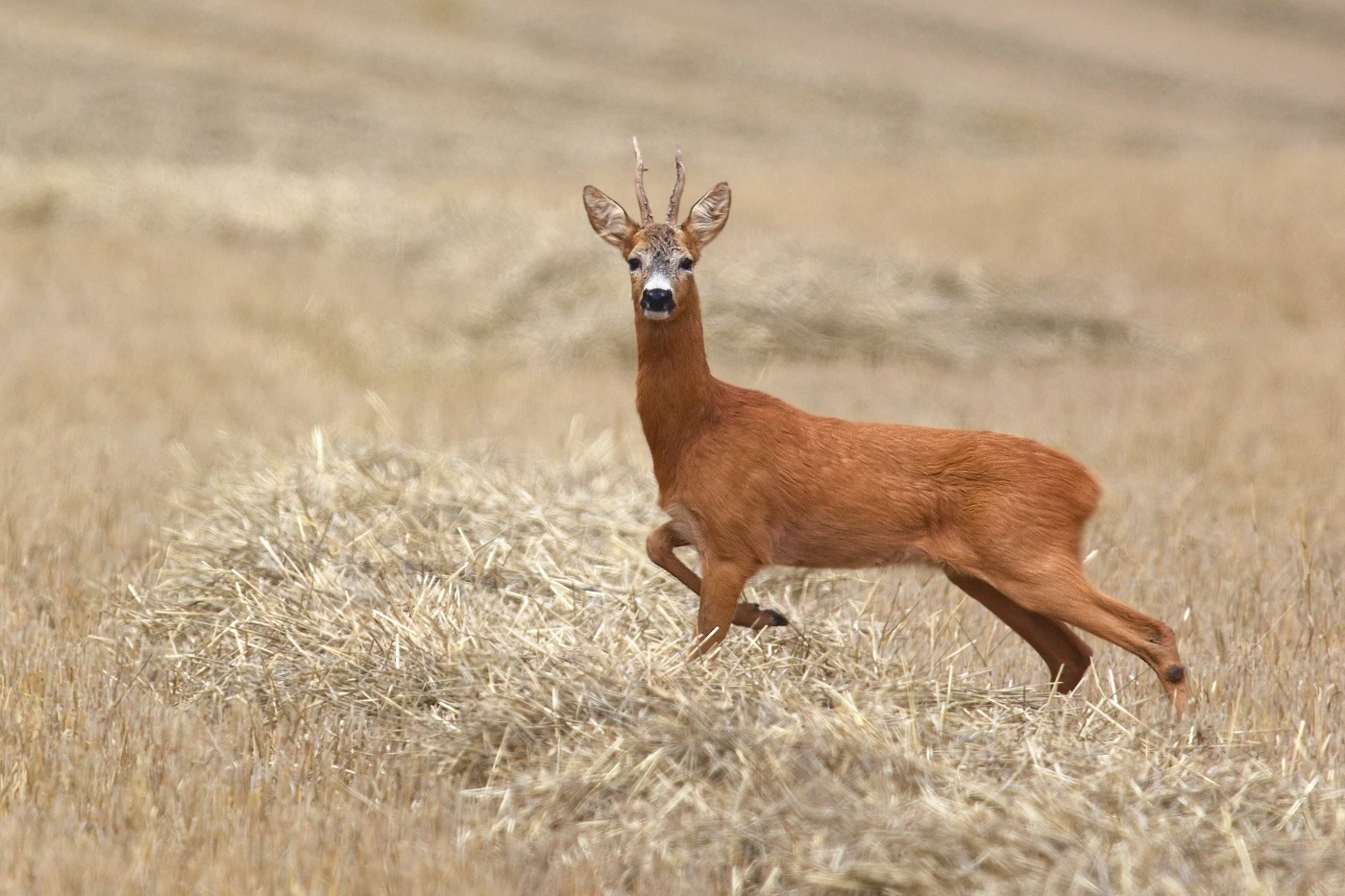 Srnec obecný  ( Capreolus capreolus )