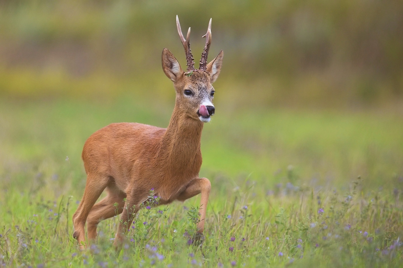 Srnec obecný  ( Capreolus capreolus )
