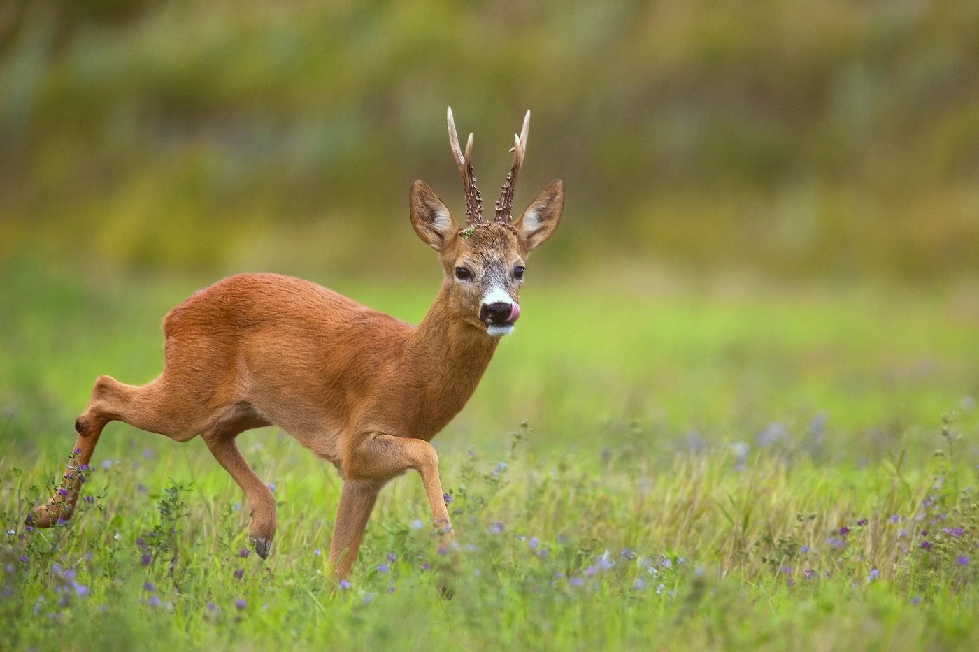 Srnec obecný  ( Capreolus capreolus )