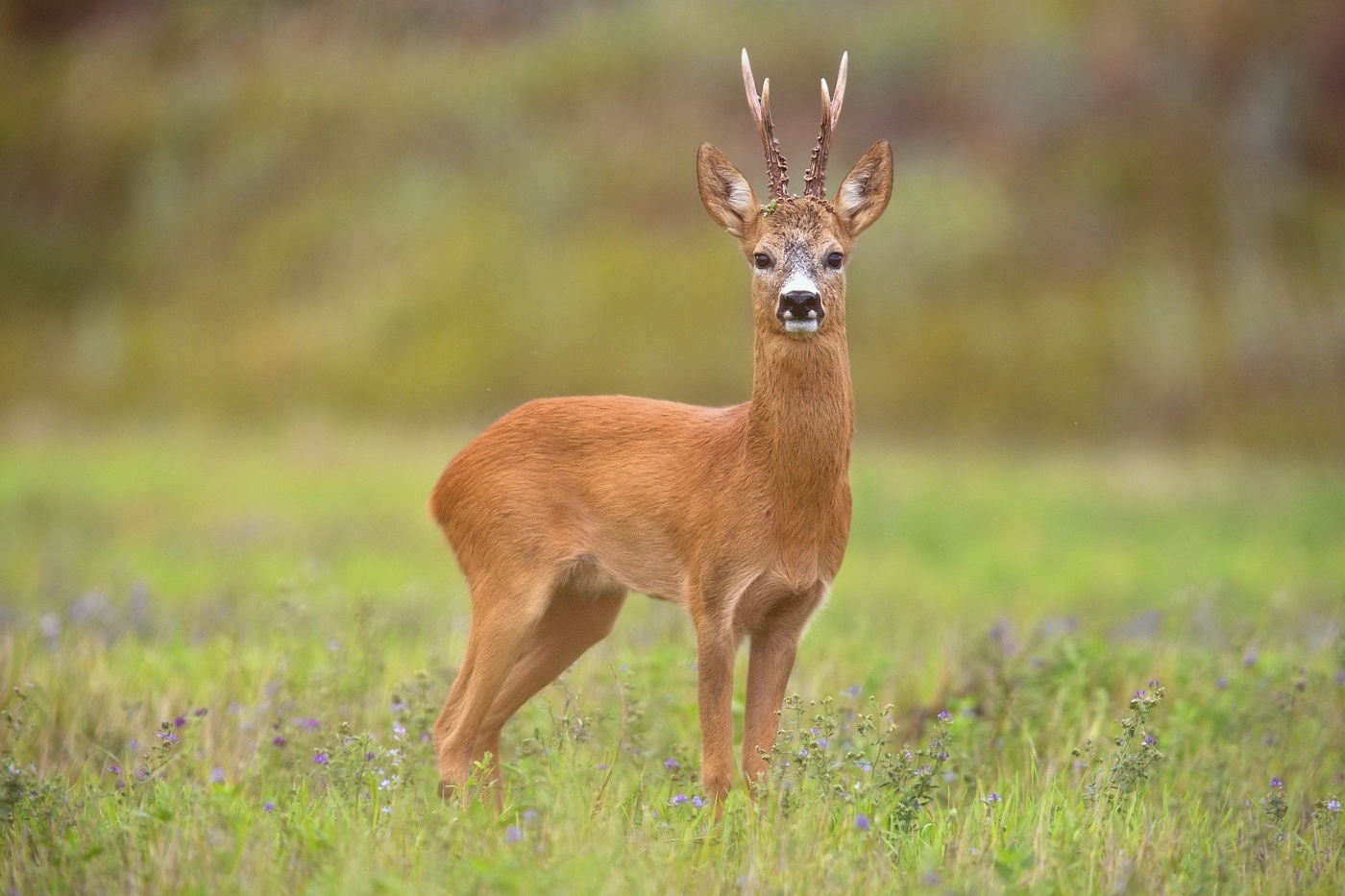 Srnec obecný  ( Capreolus capreolus )