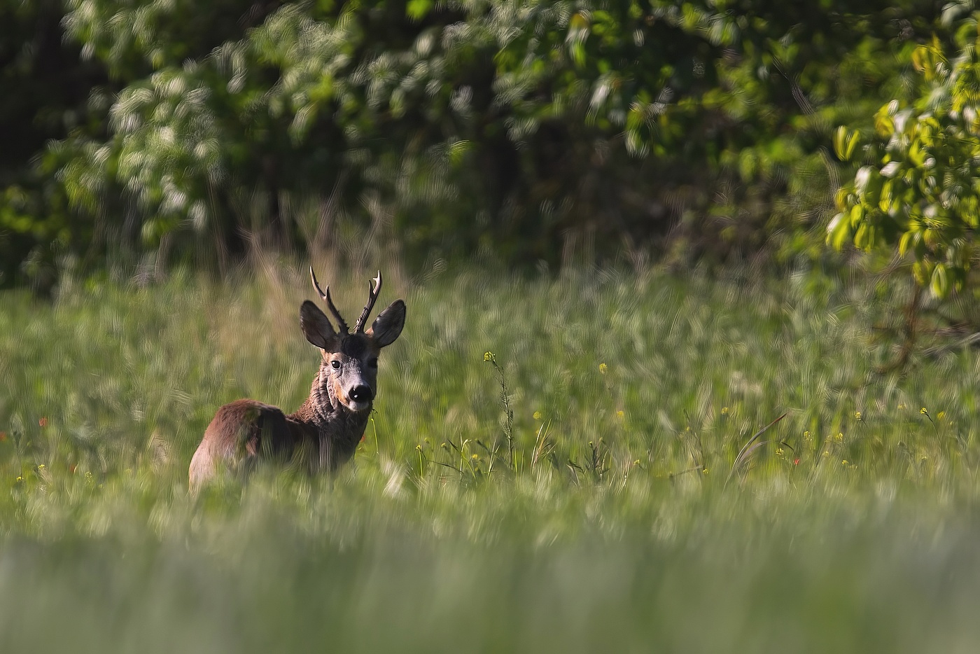 Srnec obecný  ( Capreolus capreolus )