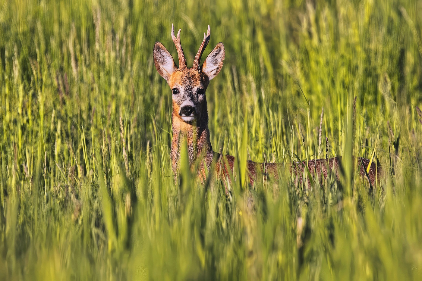 Srnec obecný  ( Capreolus capreolus )