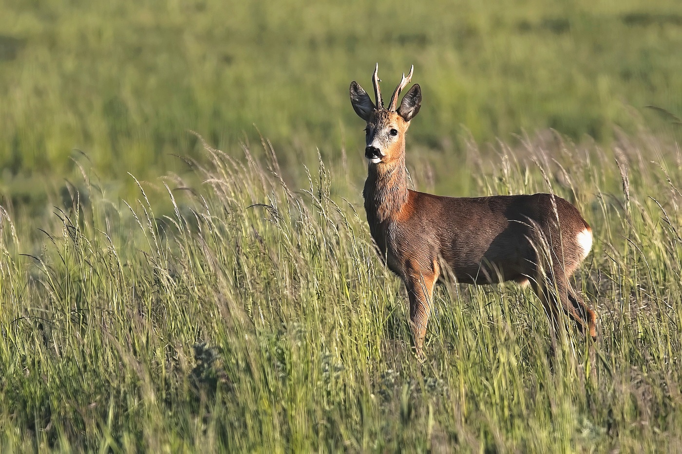 Srnec obecný  ( Capreolus capreolus )