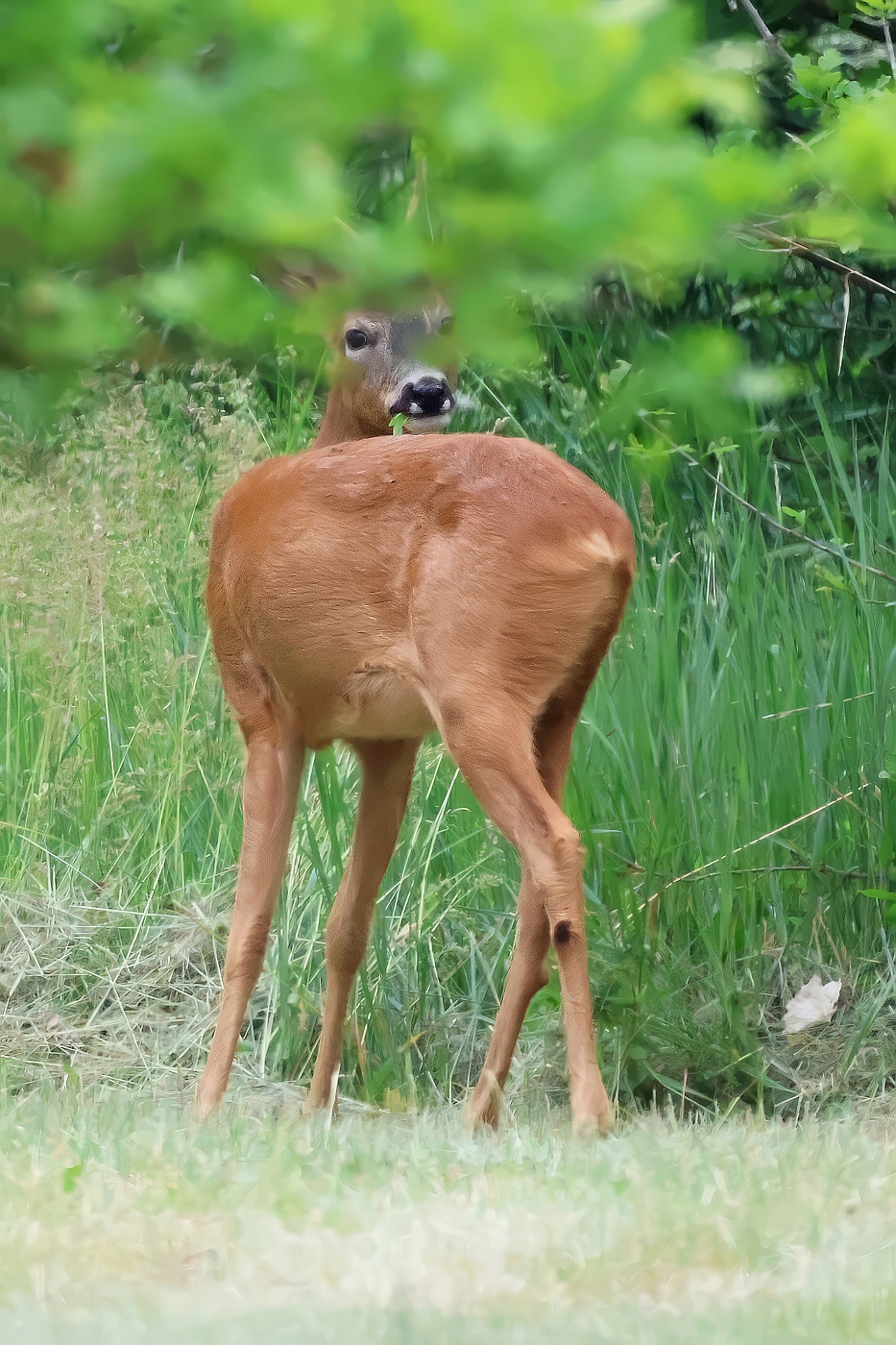 Srnec obecný  ( Capreolus capreolus )