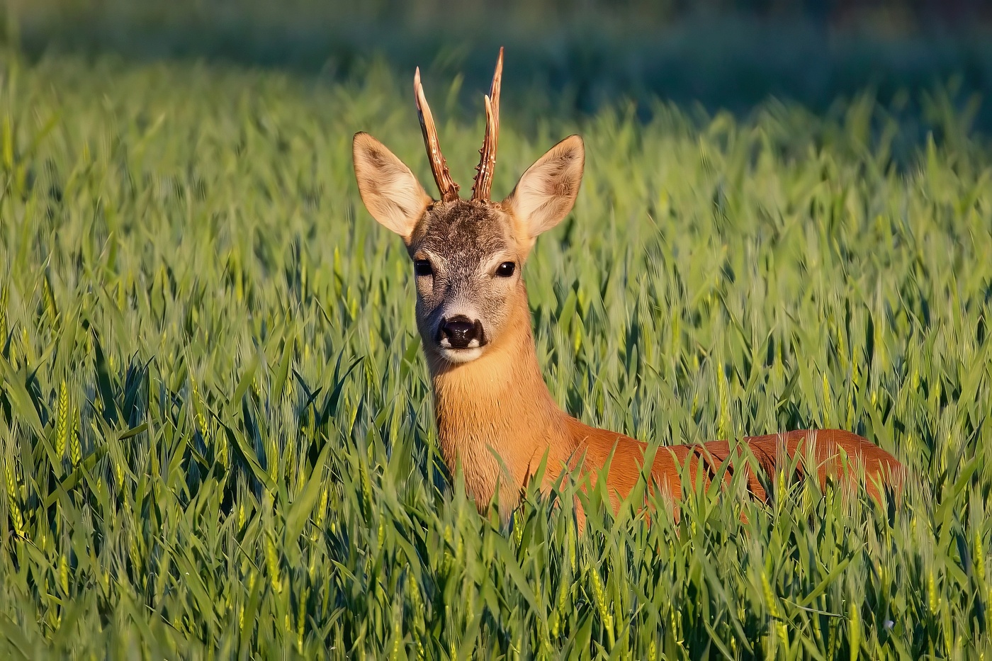 Srnec obecný  ( Capreolus capreolus )