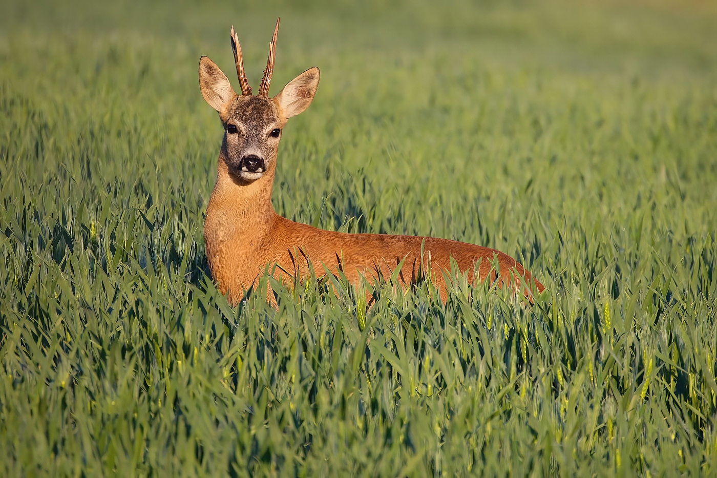 Srnec obecný  ( Capreolus capreolus )