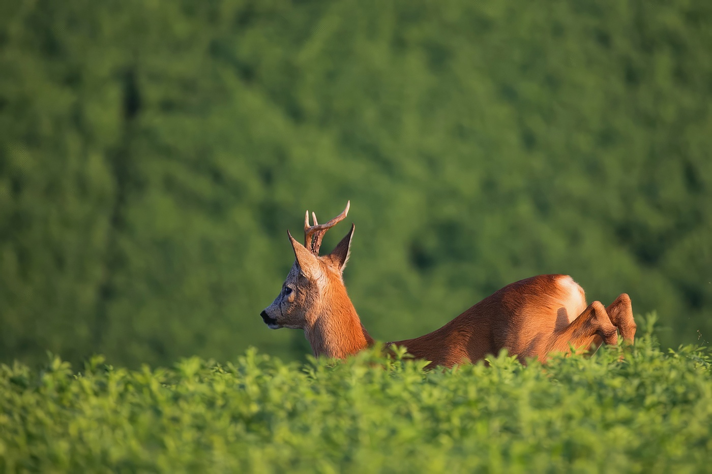 Srnec obecný  ( Capreolus capreolus )