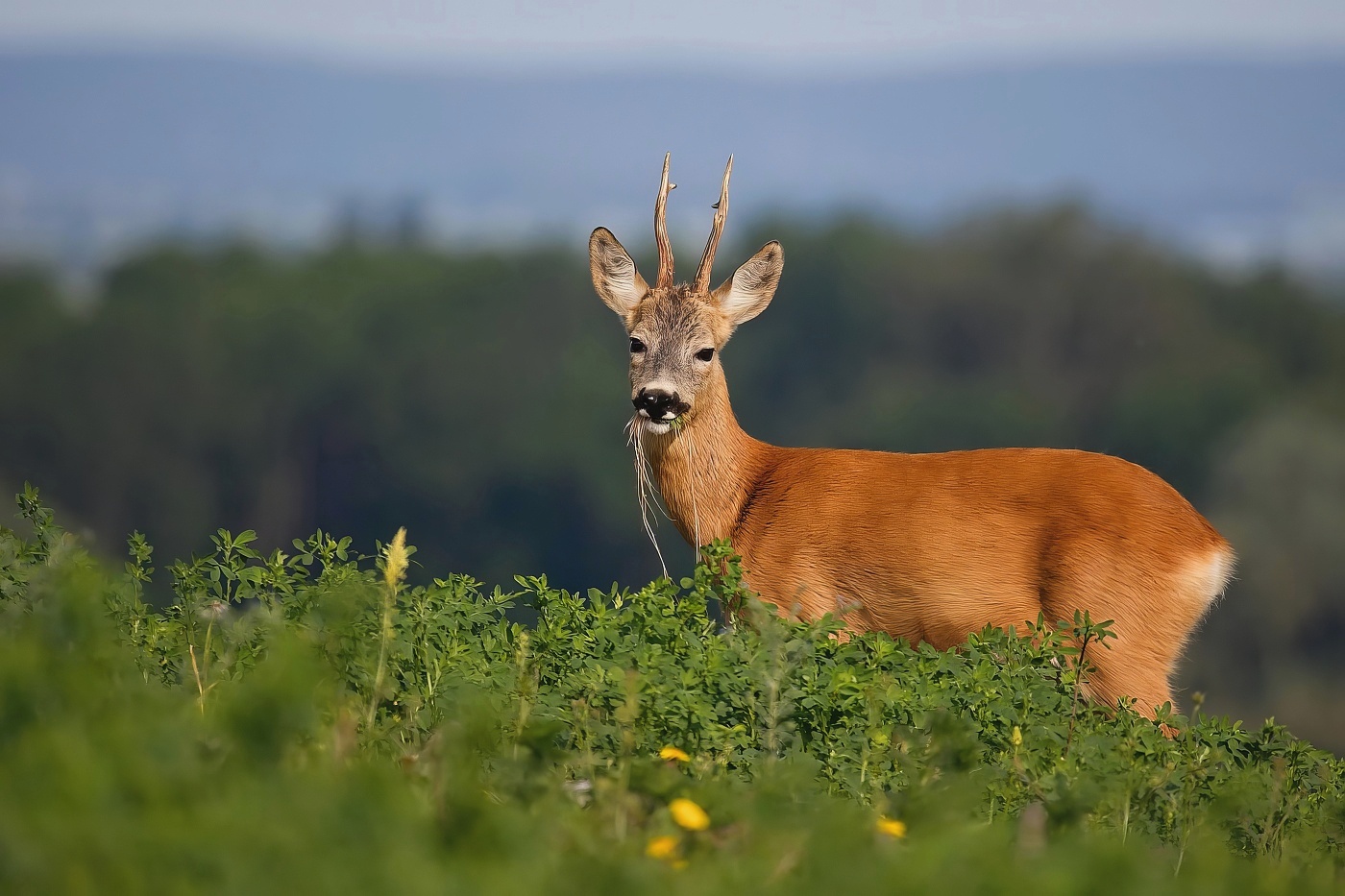 Srnec obecný  ( Capreolus capreolus )